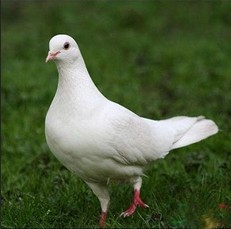 远儿商城