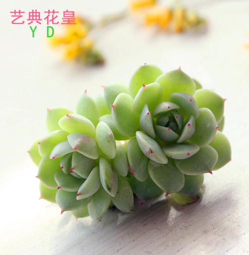 艺典花皇