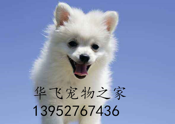 华飞宠物之家