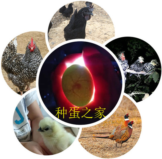 购物天堂2088