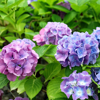 馨星花坊