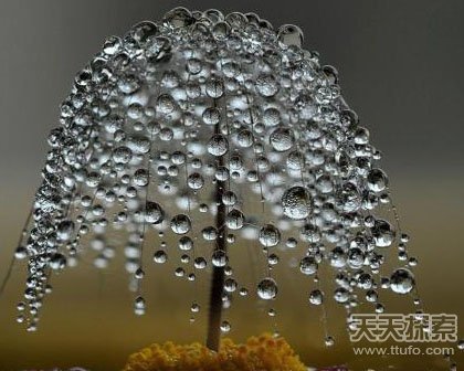 项门食花