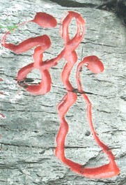 chenchenma369
