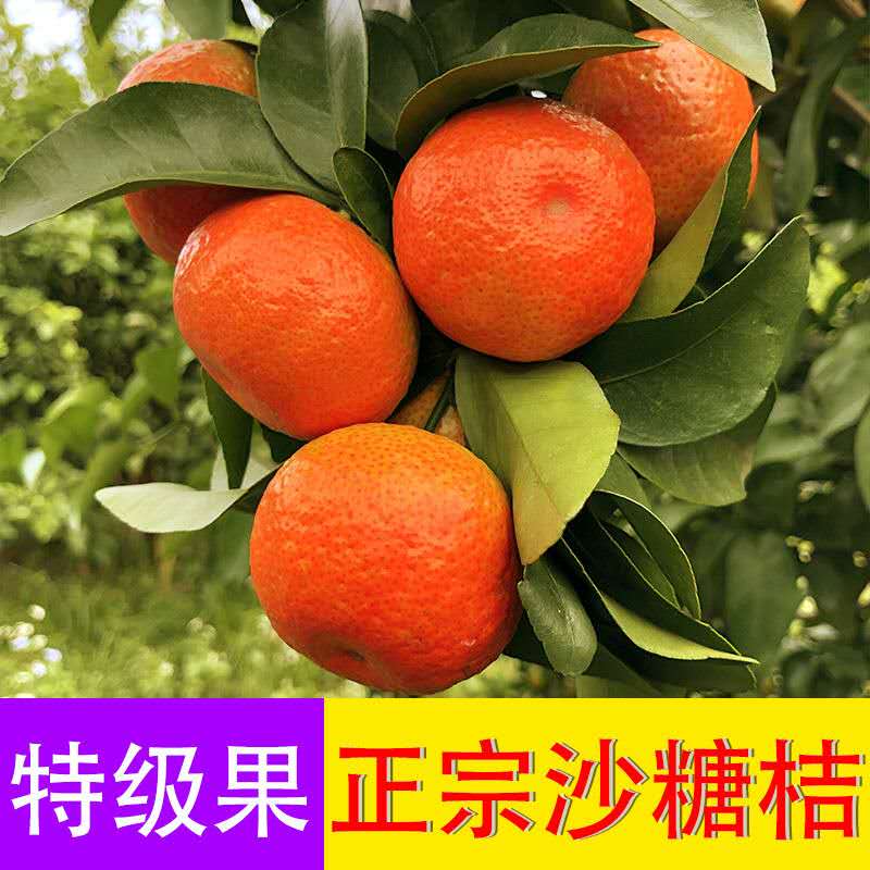 月亮山农家特产店
