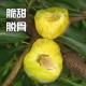 山东紫光园苗木培育中心