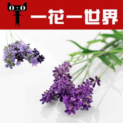 博梦521