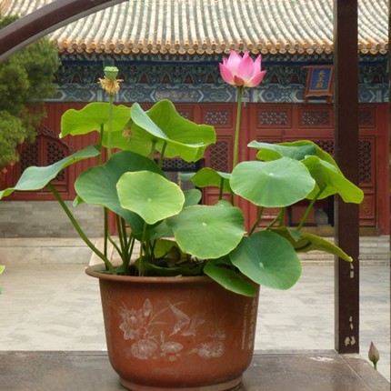 tanxiubao