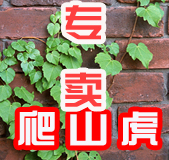 胡艺洋8