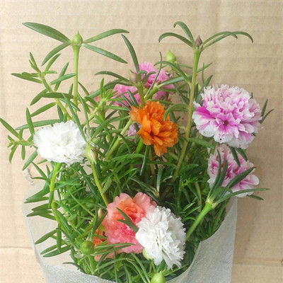 阿兰花卉苗圃