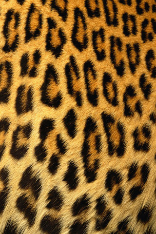 leopard210