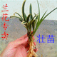 叶醉的季节
