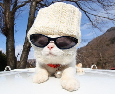 大力猫叔