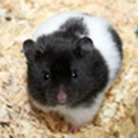 萌宠宠物用品生活商城