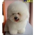 petwecom