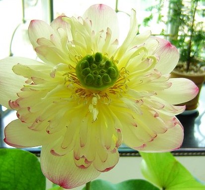 诚信花卉园艺2011