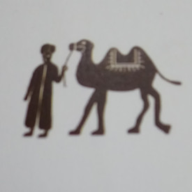 艾米骆驼