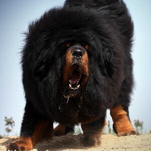 藏獒幼犬出售纯种血统赛级狮王藏獒巨型超大家养狗铁包金雪獒狗狗