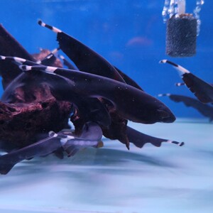 魔鬼刀鱼黑羽毛刀鱼