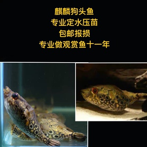 河豚鱼观赏麒麟