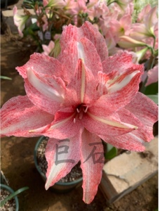 台湾朱顶红气质美女喷点重瓣朱顶红台朱 巨石球根