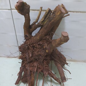 刺梨老桩,一物一拍盆景造型,素材