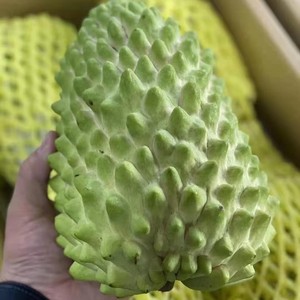 榴莲释迦苗牛心枮木苗正品保证发货刺果番荔枝苗凤梨释迦苗实生苗