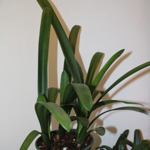 青岛大叶君子兰