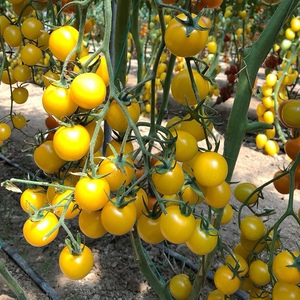 原装黄贵妃樱桃番茄种子黄珍珠圣女果种籽小西红柿农家番茄种子