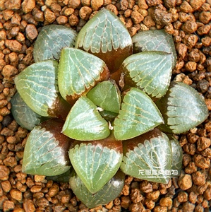 日月潭寿 玉露十二卷 龙哥多肉植物 绿植盆栽 一物一拍 带盆发货