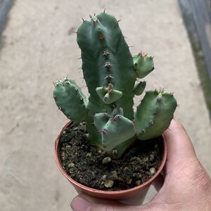 白角麒麟 树脂大戟科 仙人柱多肉盆栽防辐射吸甲醛净化空气