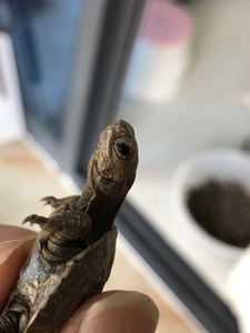 魔眼草龟变异草龟真魔眼草龟墨龟中华草龟