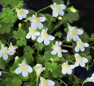 常春藤叶蔓柳穿鱼小兔子花铙钹花地被吊篮垂吊蔓性耐荫宿根植物
