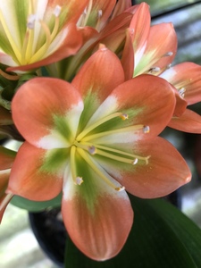 shensongdehao淘宝精品君子兰红花绿心黑金刚花色绿植黑花君子兰栽