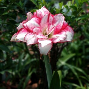 澳朱澳洲朱顶红瑞秋自然苗