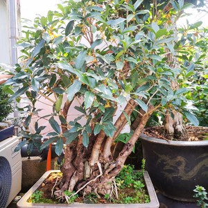 桂花盆景古桩造型 沉香桂丹桂桂花盆景树桩实物 精品老桩桂花包邮