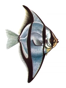 蝙蝠鲳黄鳍鲳黄鳍昌热带鱼神仙鱼黑带大眼配鱼观赏群游活体