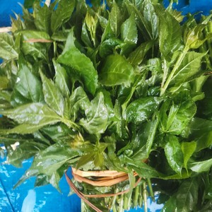 云南傣味特色菜新鲜刺五加  葑撒苤苦凉菜簕菜刺白刺尖空运发货