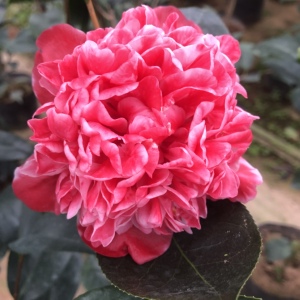 龙火珠