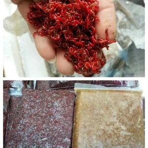 新装的冰冻红虫新鲜速冻观赏鱼天然鱼食饵料丰年虾龟粮都可超净虫