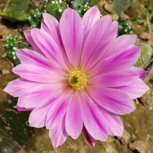 无刺美花角 仙人球鹿角柱属 杂交品种开花大 颜色漂亮 皮实好养