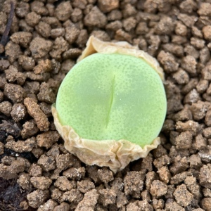 安妮多肉 翠光玉4年母本 一物一拍 多肉肉锥 翠光玉