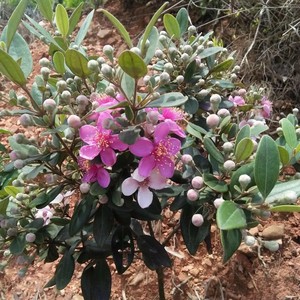 盆栽棯子苗念金娘子树庄苗64人付款9