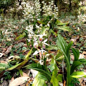 云南药材  九子连环草苗 500g