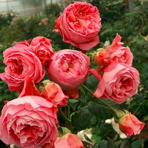 小乔月季园 夏日花火 鲑鱼粉色灌木月季 扦插小苗 包对版