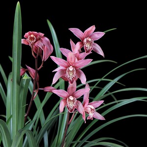 春节室内鲜花盆栽汉城公主墨兰报岁兰浓香型兰花苗带花苞易养