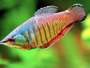 000人付款淘宝巧克力飞船鱼,梅花飞