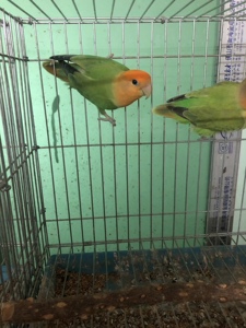 金头鸟