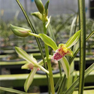 精品兰花惠兰花艺双全香型《秀香锦》