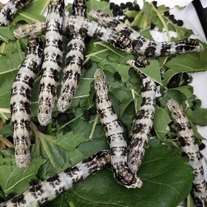 野蚕龙角黄皮绿斑马黑虎油蚕满天星茶斑野茶黑白红茶等等