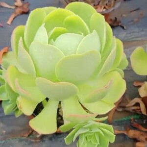 【多肉植物玉龙观音】多肉植物玉龙观音品牌,价格 - 阿里巴巴